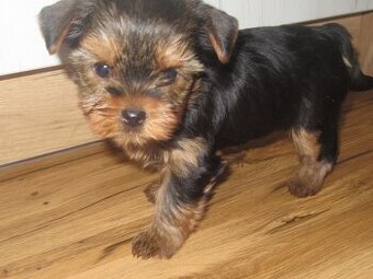 Jorkšírský  teriér