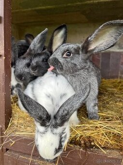 Králík (samec/samice) chov, dokrm, mazlíček