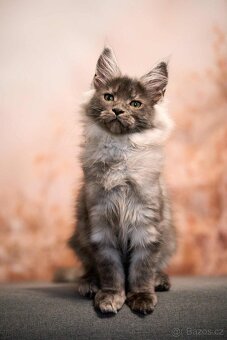 Maine coon, nainska myvalia s PP