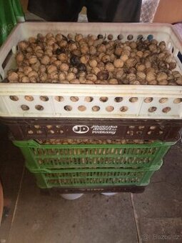 Letošní ořechy 2025