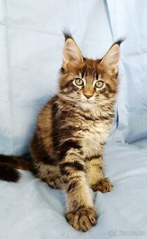 Mainská mývalí- kočička s PP