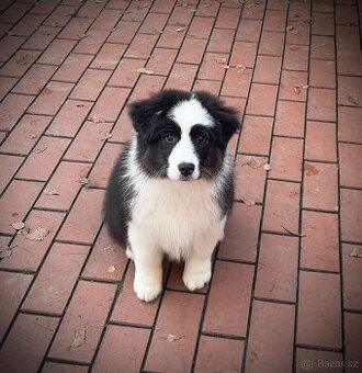 Australský ovčák s PP