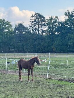 Hřebeček na prodej