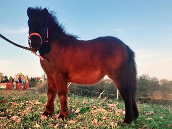 Zadám letošní klisničku WPB