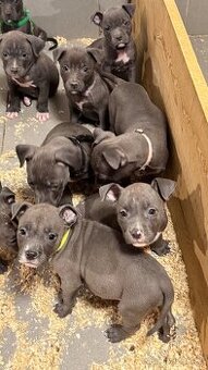 Americký stafordširský teriér