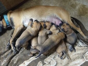 Prodám štěňata Belgický ovčák bez pp