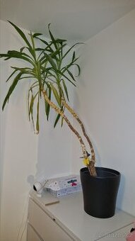 120cm palma za odvoz