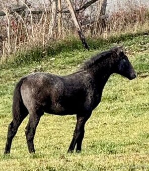 Lusitano hřebec PSL 2025 TOP drezurní linie - 1