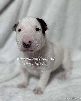 Miniaturní Bulteriér s PP