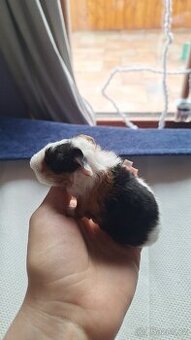 Morče, morčátko, morčata Texel, 2