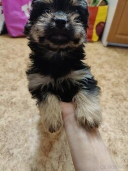 Štěňátko křížence hledá milující domov