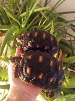 Želva uhlířská, dvě roční/ Brno -venkov