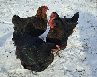 Kuřice, slepice, 16-18 týdnů