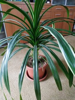 Domácí pokojová rostlina Pandán - prodej