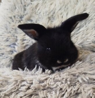 Minilop - anglický zakrslý beránek s VP