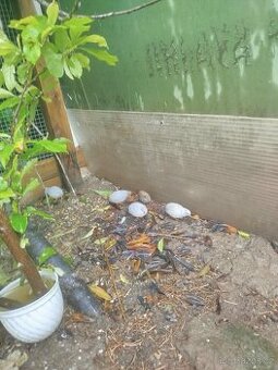 Prodám křepelky čínské