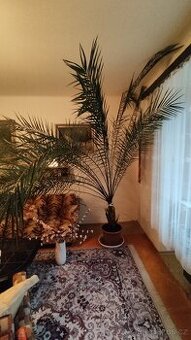 Vzrostlá "pokojová" palma - 1