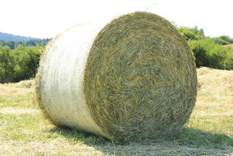 prodám seno -balíky 125 cn