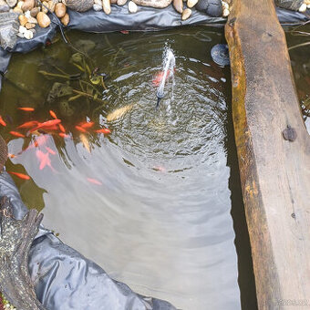 Jezírkové rybičky