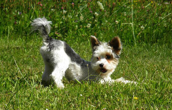 Jorkšírský teriér