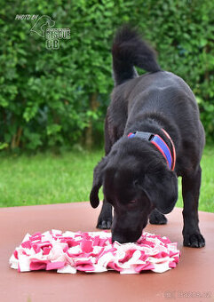 Darujeme křížence Dastyho