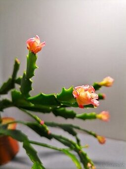 Schlumbergera - Vánoční kaktus: Thor Wild orange (řízek)