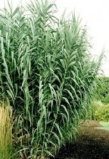 Okrasne vysoke  traviny Arundo donax, -  11L - 1