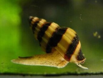 Akvarijni šnek - Clea Helena - Surmovka vražedná