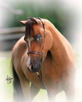 Chovná minihorse klisna