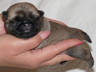 Mops - Štěňátka
