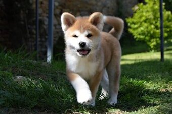 Akita Inu s PP