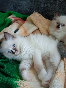 Ragdoll-koťata