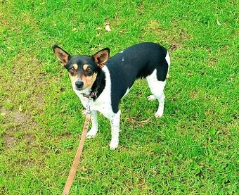 Jack Russel