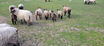 Prodam jehnata suffolk