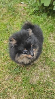 Pomeranian