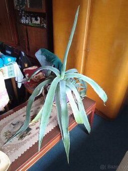 Prodej aloe Vera