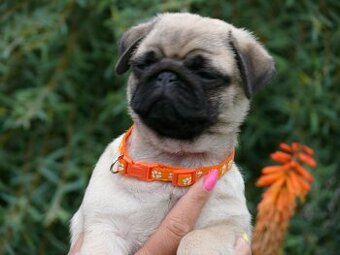 Mops - Štěňátka