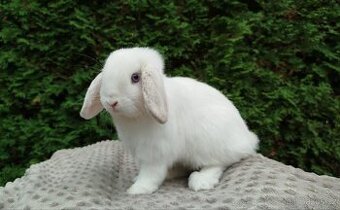 Zakrslý beránek, králíček, králík - NOAH