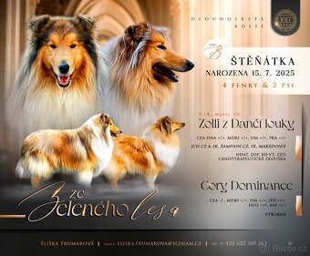 Kolie dlouhosrstá s PP -poslední volný zlatý pejsek, připrav