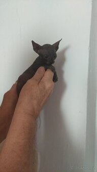 SPHYNX - koťata