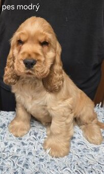 Anglický kokršpaněl s PP