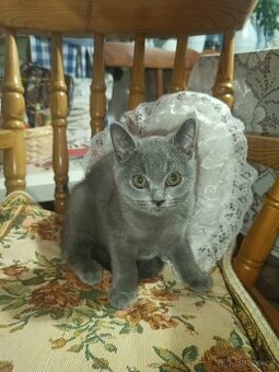 Britská modrá koťata bez PP,