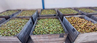 hrušky na kvas konference