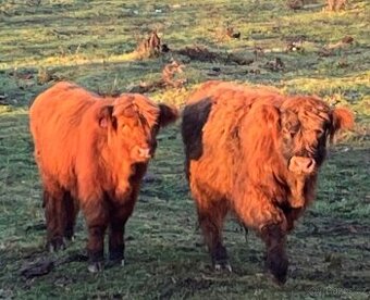 Highland -skotský náhorní skot