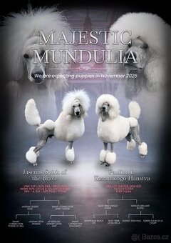 Velký pudl bílý  s PP