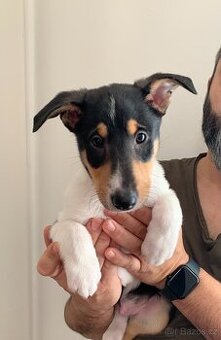 Krátkosrstá kolie s PP - pejsek