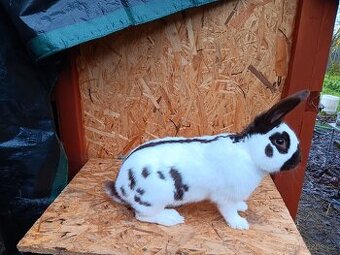 Český strakáč havanovitý