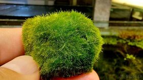 Řasokoule zelená (Cladophora aegagropila)