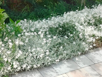 Prodám Rožec plstnatý