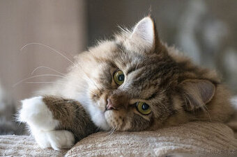 Sibiřská kočka, kocourek Nero s PP